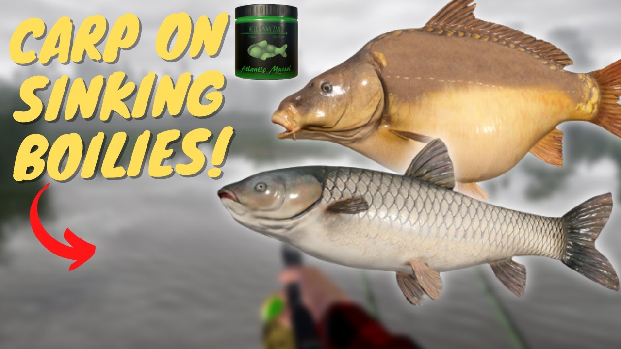 CARP SPOT ON SINKING BOILIES IN BEAR LAKE! #549 Russian fishing 4