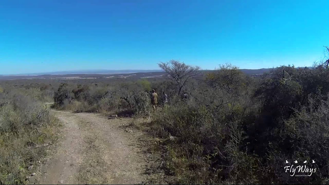 Magical @DoveHunting UP & HIGH in the #FLYWAYS of Doves @LOS_CHANARES