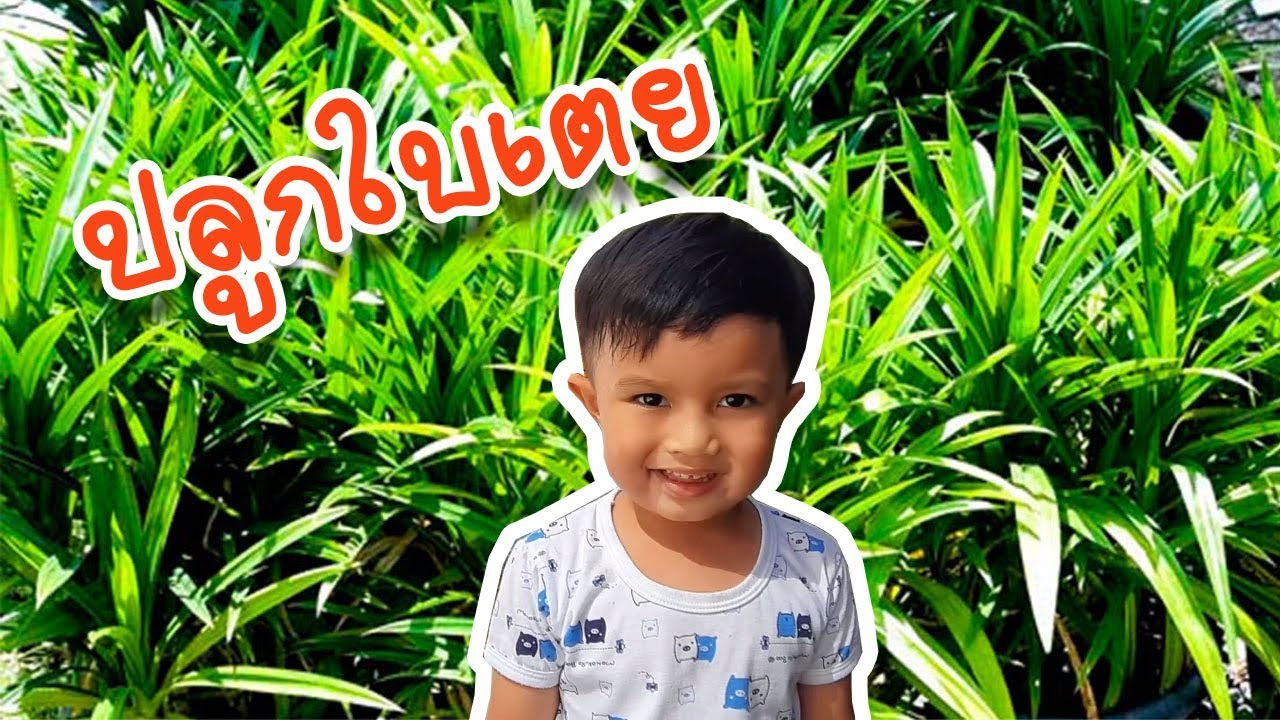 สอนปลูกใบเตยภายใน2นาที By.น้องเจเป็ก