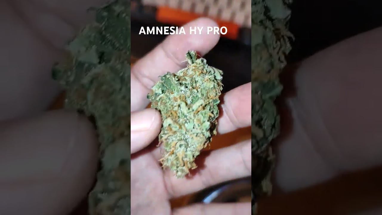 🍀AMNESIA HY PRO🍀 CANNABIS #cannabiscommunity #cannabis #cannabisdaily #420 #weed #weedlovers