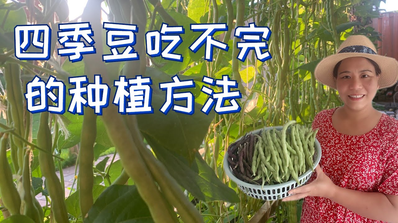四季豆吃不完的种植技巧    种植四季豆要注意的4个要点