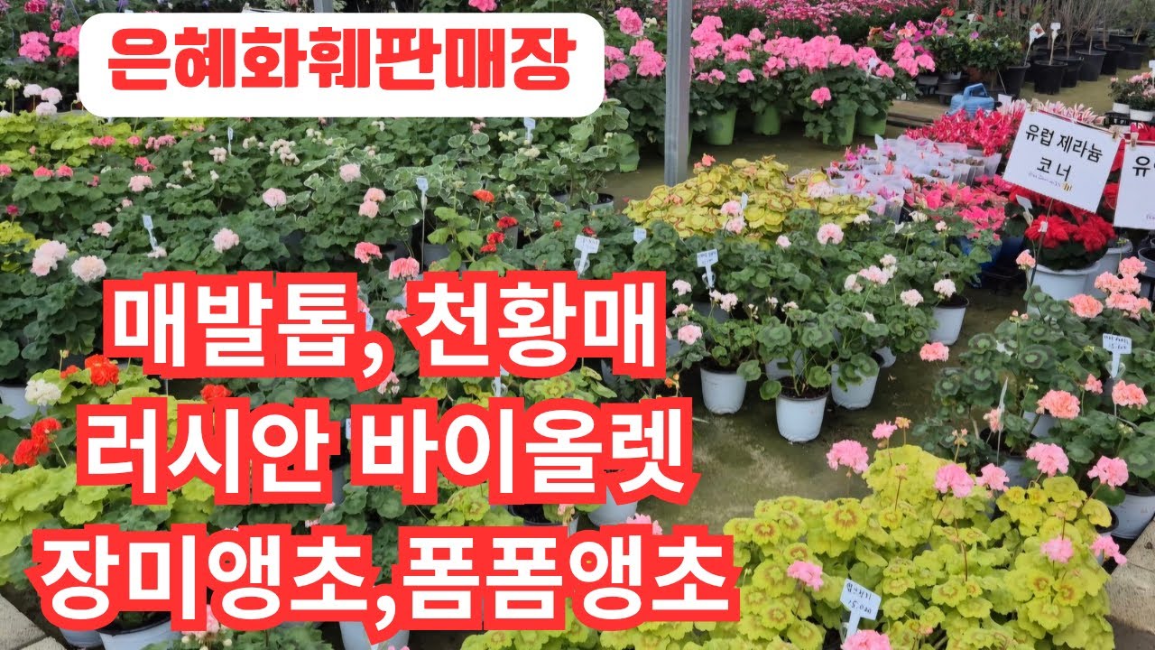 은혜화훼판매장🌳전화주문☎010 2651 4421#매발톱#천황매#장미앵초,폼폼앵초,프리마벨라앵초,오보코니카앵초#러시안바이올렛 나타샤 로스토바,올가공주,미의묘약,모건스로즈코티지🌳