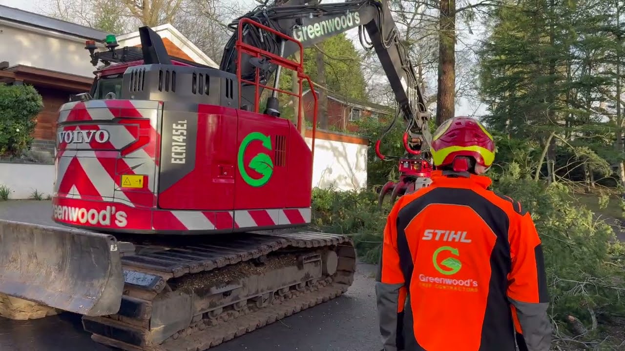 Dismantling a large Douglas Fir in Windsor, Berkshire - Greenwoods Tree Contractors