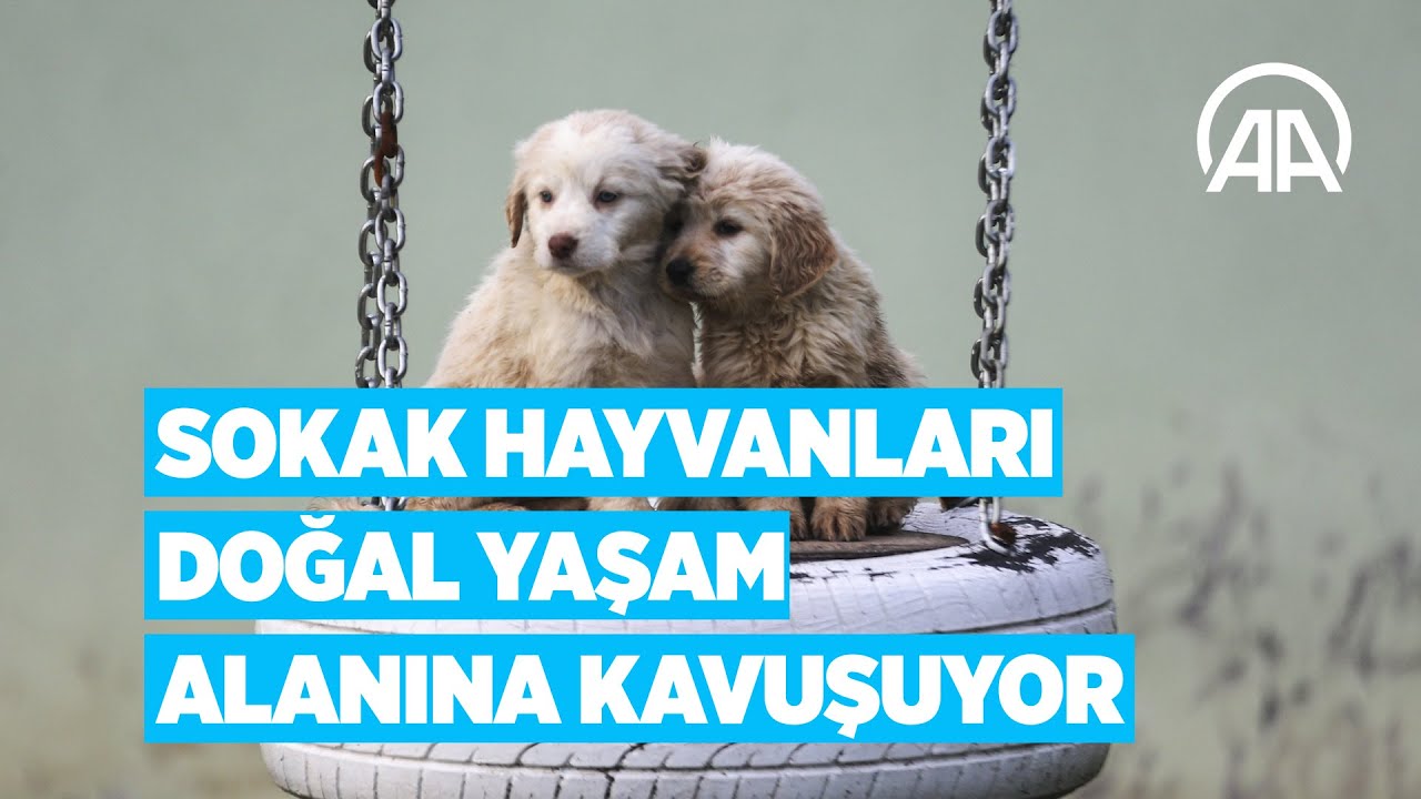 Sokak hayvanları doğal yaşam alanına kavuşuyor