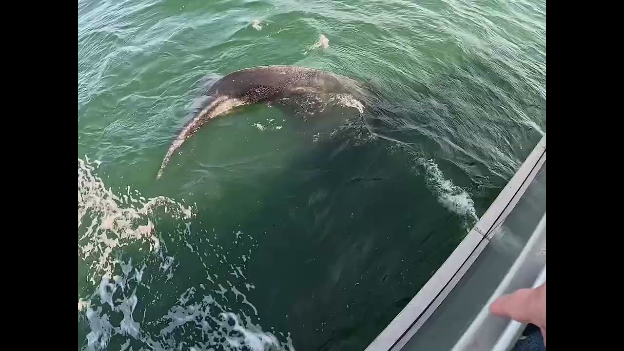 Whale tail close up, #whale, #whale tour, #ホエールウォッチングツアー ​@RFOHANA 
