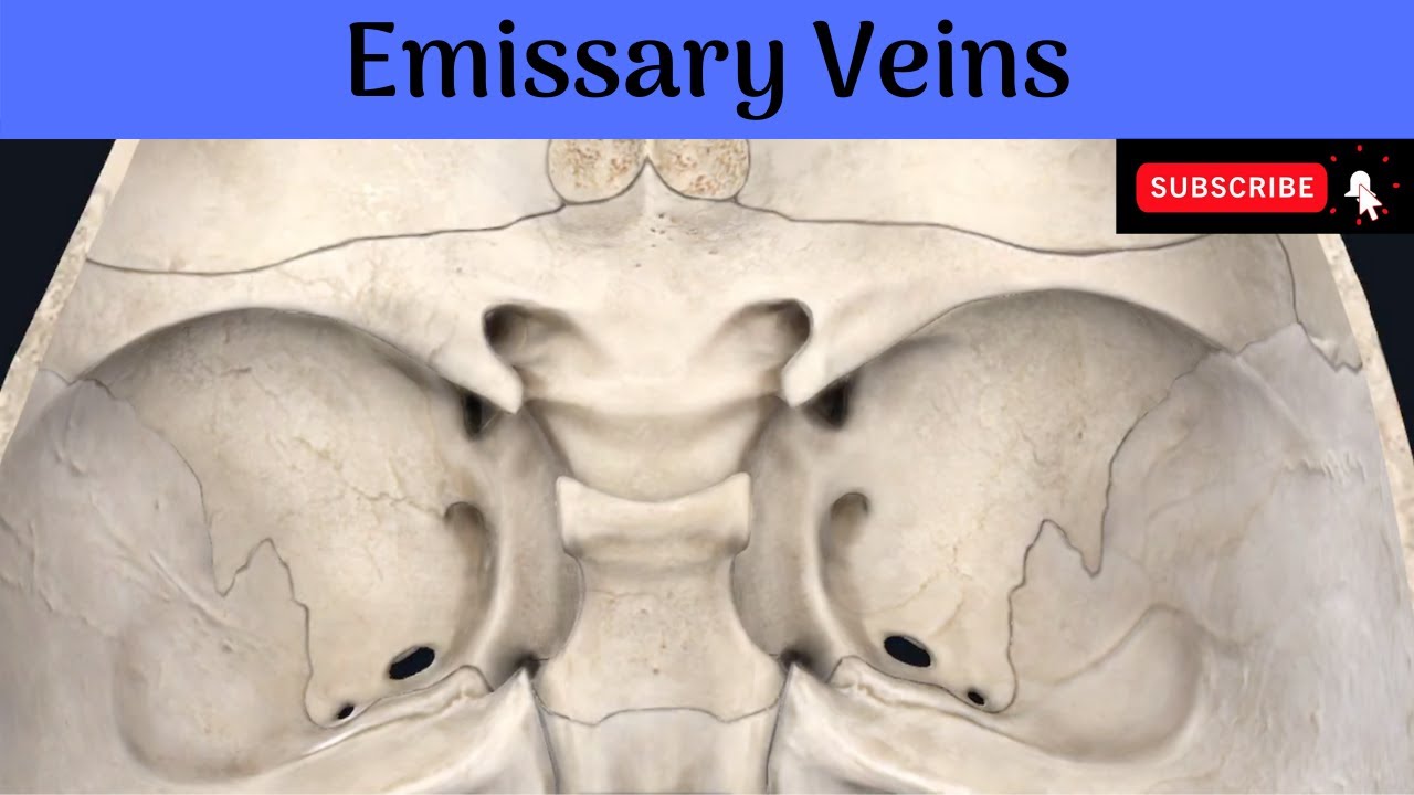 Emissary Veins | Locations | Connections | Functions | Clinical Anatomy #Anatomy #mbbs #education