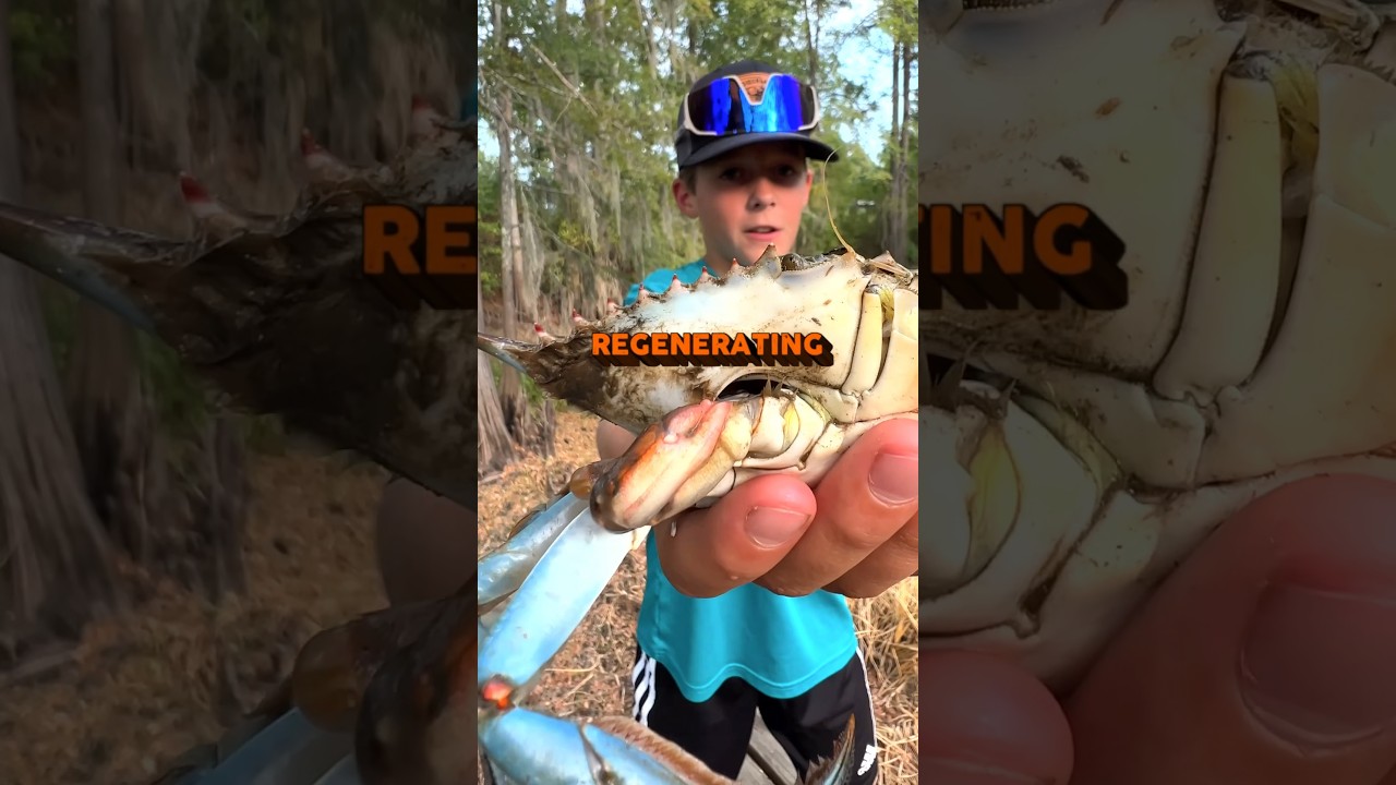 Claw-Kid Teaches You About Crab Claws 🦀  #louisiana #crab #bluecrab #louisianacrawfishcompany