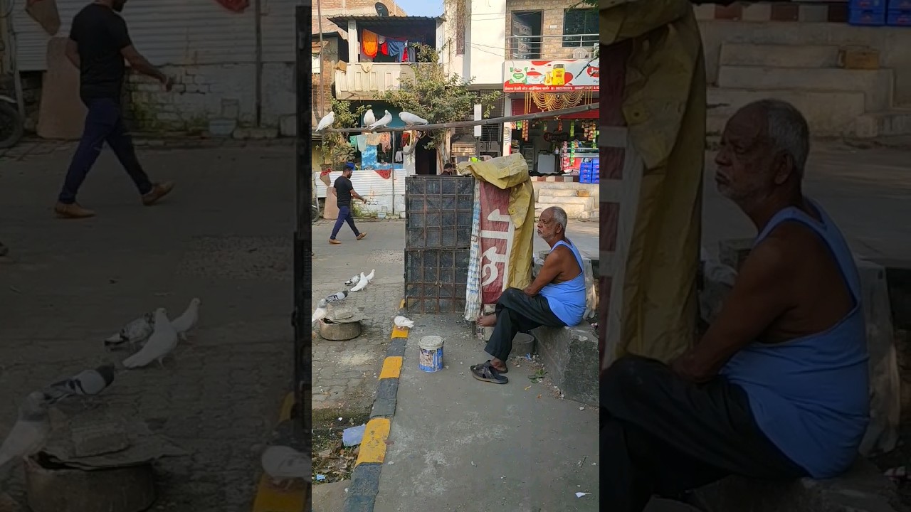 nagpur me dikha kabutar ka setup road par | shouk kabutarbaazi ka | #shorts #shortsfeed #kabutar 🔥🔥🔥