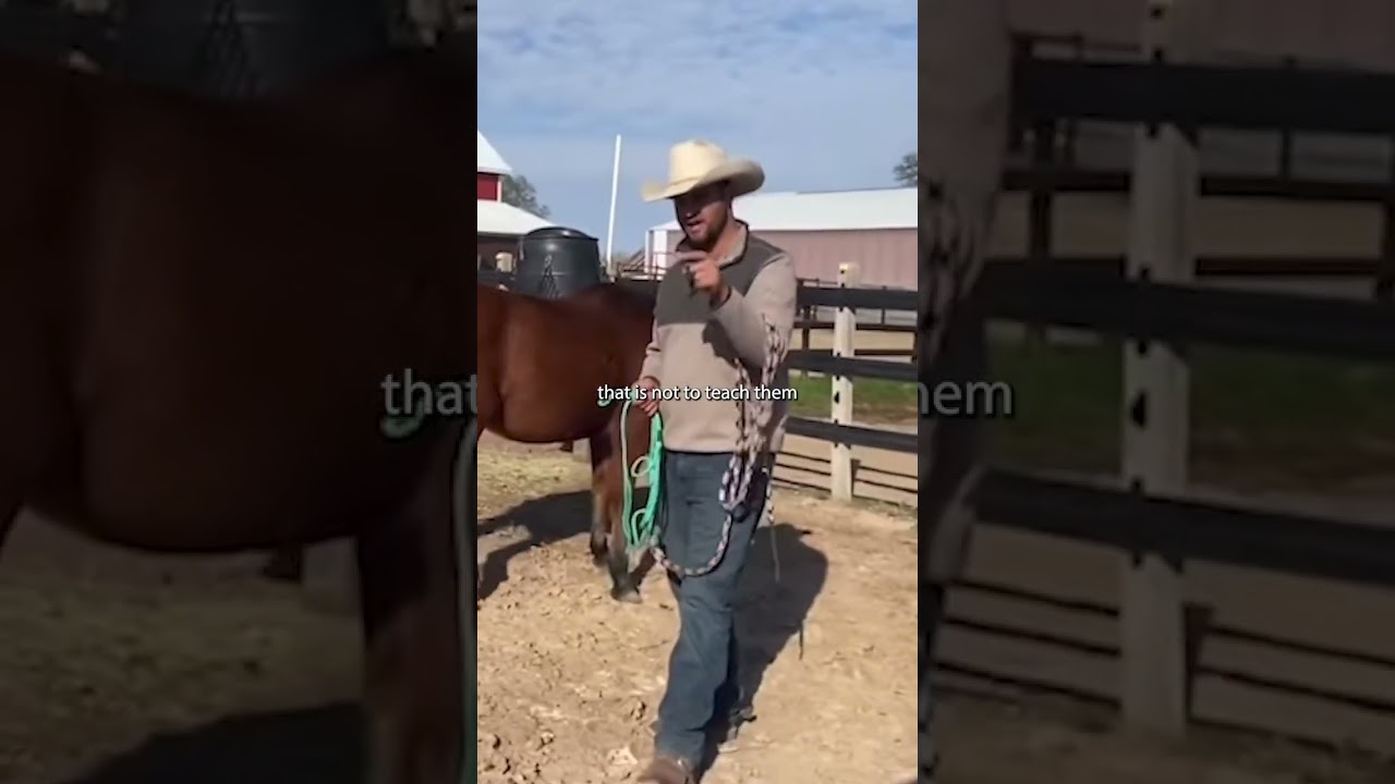 Tip on how to train a mule.