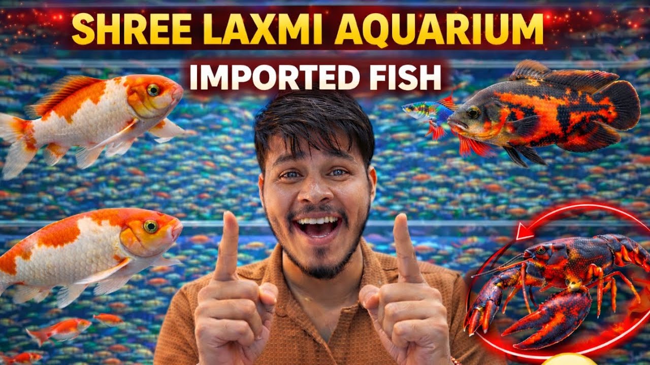 Lucknow Mein Imported Fish 🐠 | Shree Laxmi Aquarium | Rare & Exotic Collection 