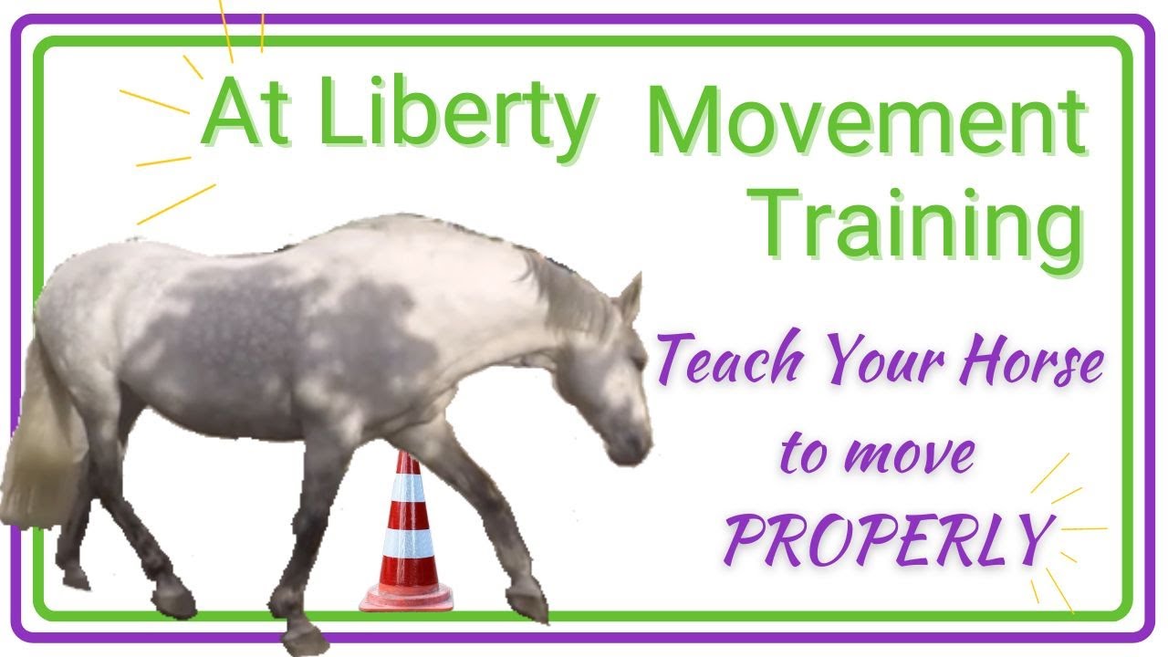 Dressage At Liberty | HippoLogic  Movement Training | positive reinforcement (R+)