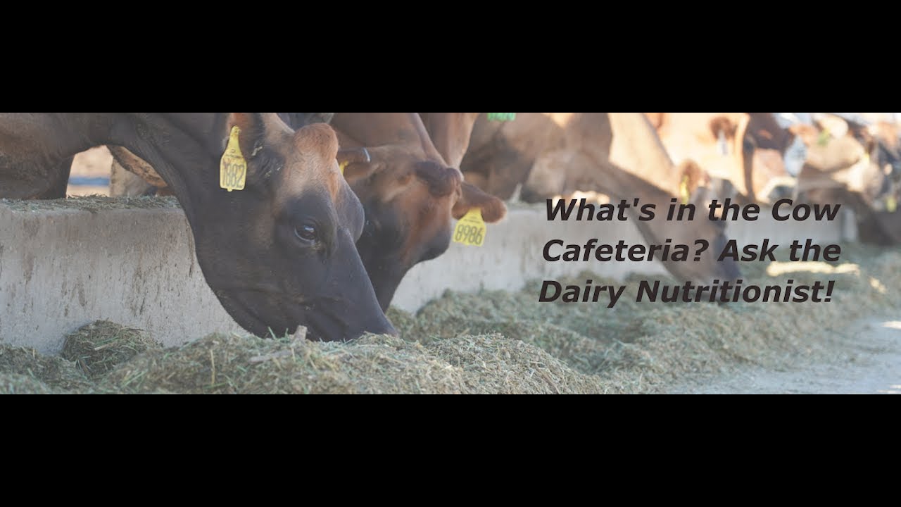 LIVE TOUR: What's in the Cow Cafeteria? Ask the Dairy Nutritionist!