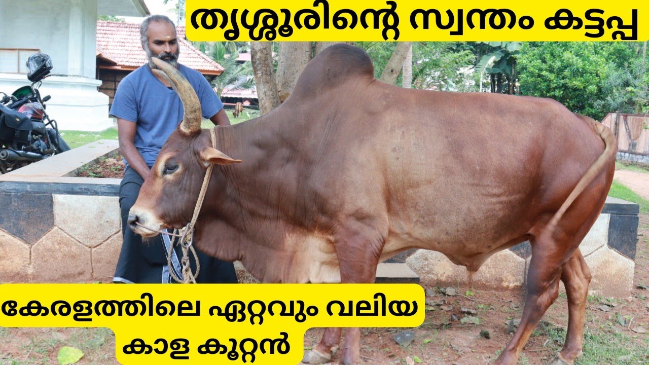 അഞ്ചുലക്ഷം വിലപറഞ്ഞിട്ടും ഇവനെ കൊടുത്തില്ല, തൃശ്ശൂരിന്റെ കട്ടപ്പ |Biggest Bull in Kerala