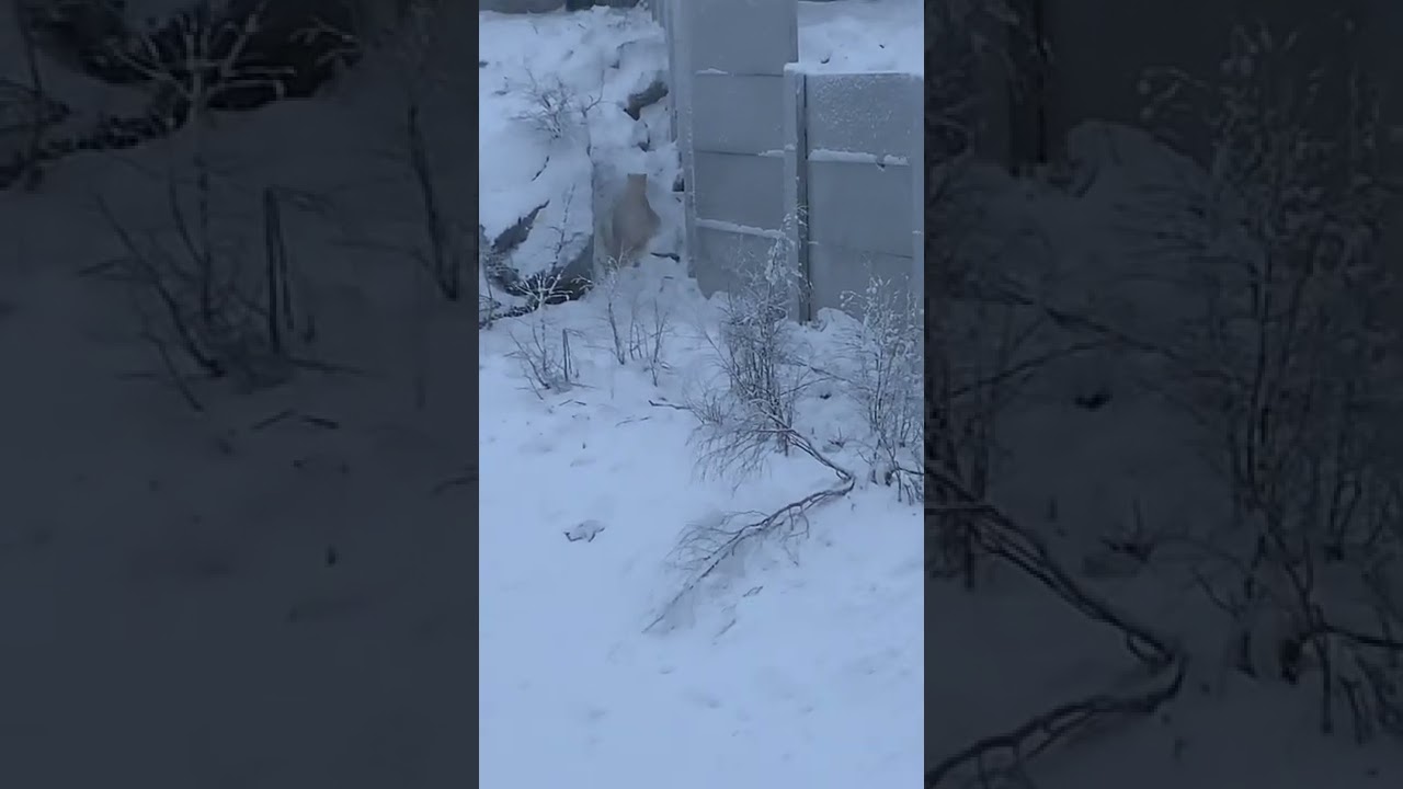 Polar Bear's Funny Slip and Fall | Arctic Zoo | Ranua, Finland