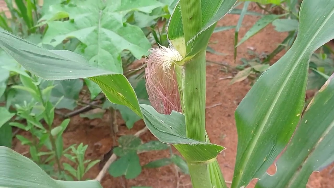 Dia tranquilo aqui na roça e piso grosso finalizando 