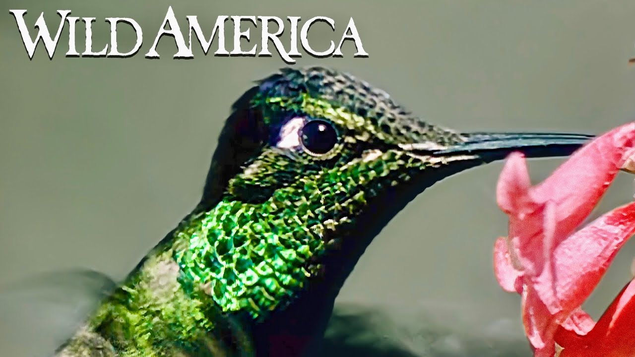 Wild America | S2 E5 Feathered Jewels | Full Episode HD