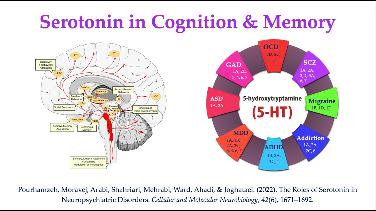 Serotonin VII: Cognition & Memory (Pourhamzeh et al., 2022)