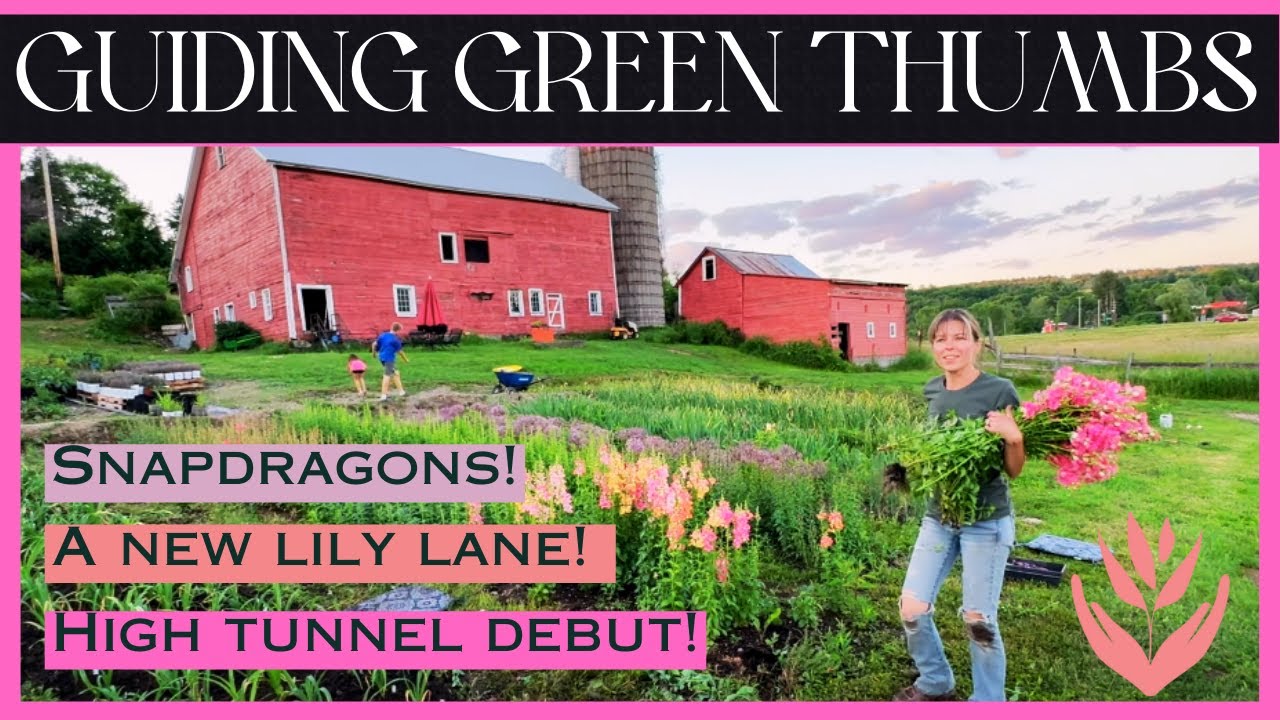 A NEW LILY LANE // SNAPDRAGONS // HIGH TUNNEL DEBUT