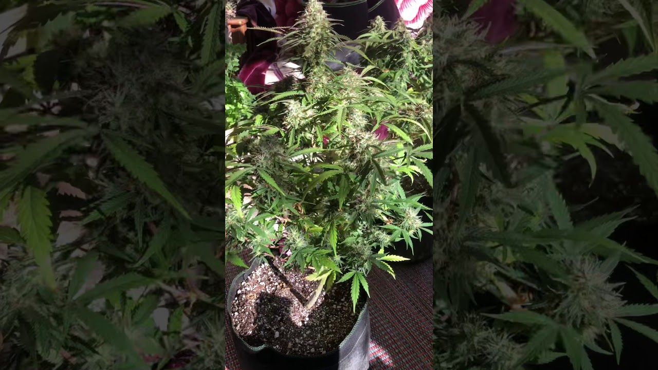 Moby Dick and Russian Tsbar Cannabis Plants Mars hydro and green go lights ,,