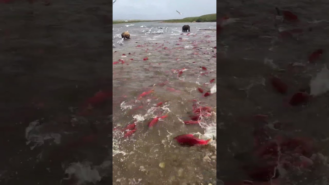 Ketika ribuan ikan salmon migrasi besar-besaran