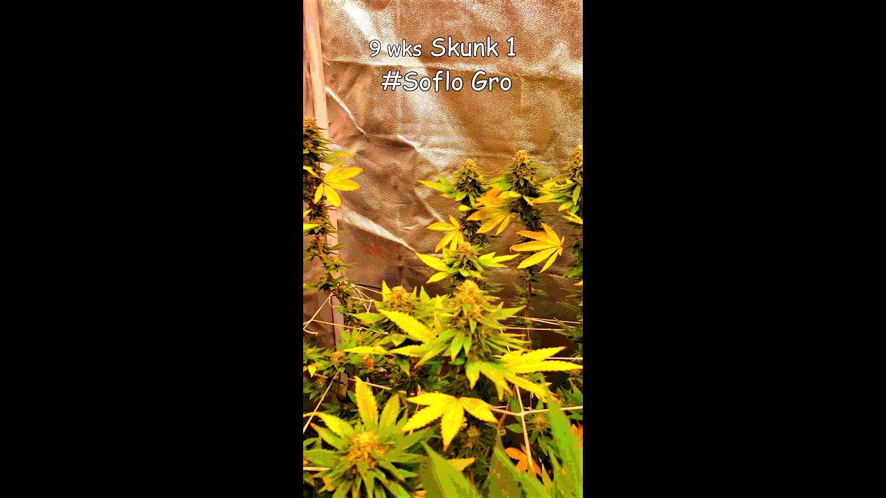 Dab162 Sweet Tea n Flowers