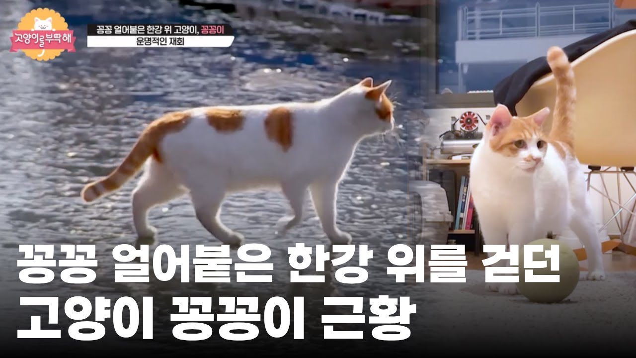 꽁꽁 얼어붙은 한강 위로 걸어 다닌 고양이가 따뜻한 집냥이 됐습니다ㅣ세상에서 제일 귀여운 인생 2막ㅣ#고양이부탁해