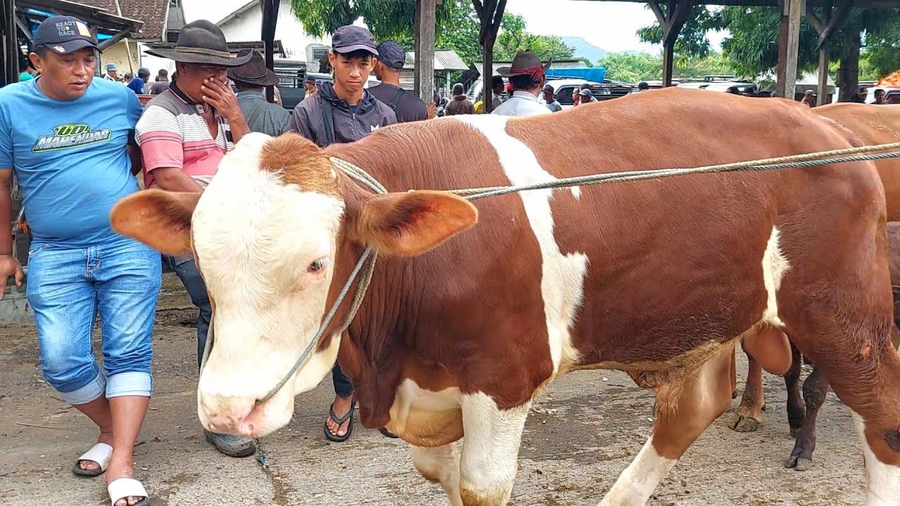26 JUTA‼️ SIMENTAL MARLBORO SUPER LANGSUNG BAYAR TANPA TAWAR🔥 Pasar Sapi Purwantoro Hari Ini