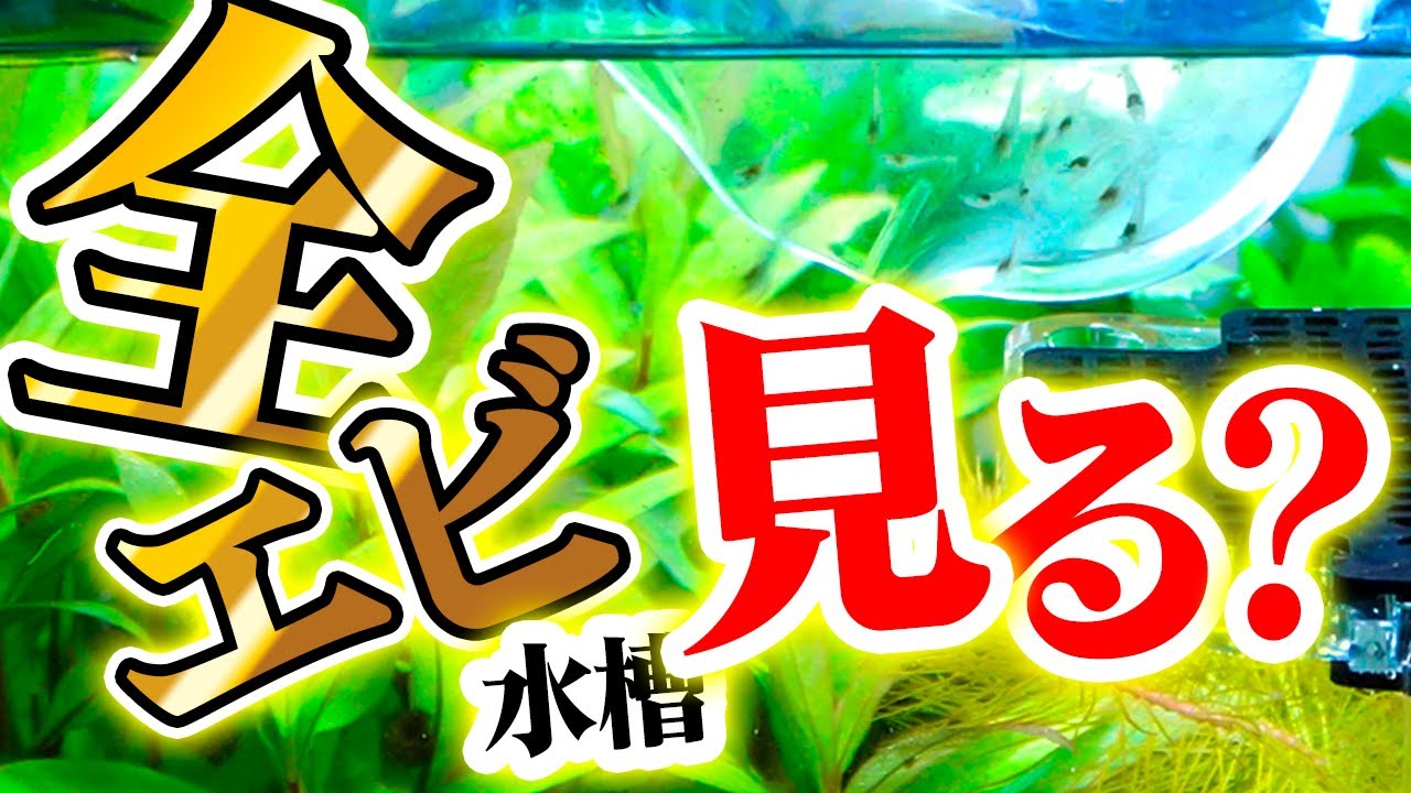 大繁殖したミナミヌマエビのその後！エビ水槽全部公開 #アクアリウム #熱帯魚 #エビ #ミナミヌマエビ 【ビバアクア】