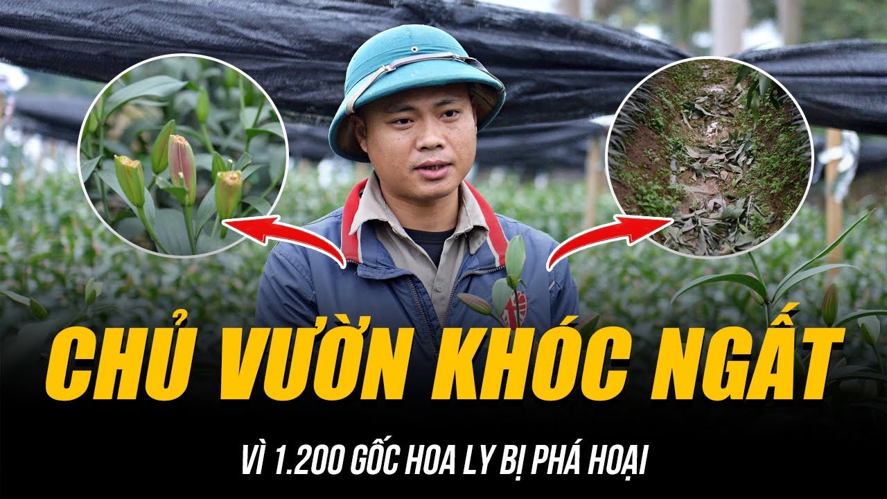 CHỦ VƯỜN KHÓC NGẤT VÌ 1.200 GỐC HOA LY BỊ PHÁ HOẠI | CÔNG AN HÀ NỘI TRUY TÌM KẺ CHƠI XẤU!