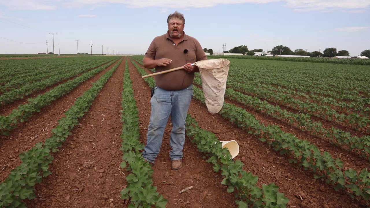 Scouting or Lygus Species in Texas High Plains Cotton (2016)