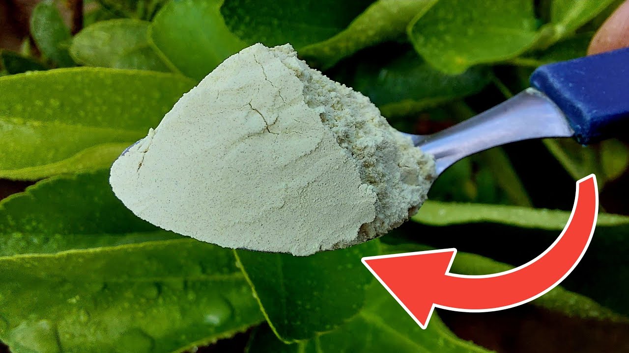 3 MOTIVOS PARA APLICAR ENXOFRE EM NOSSAS FRUTÍFERAS | CONFIRA NO VÍDEO!!