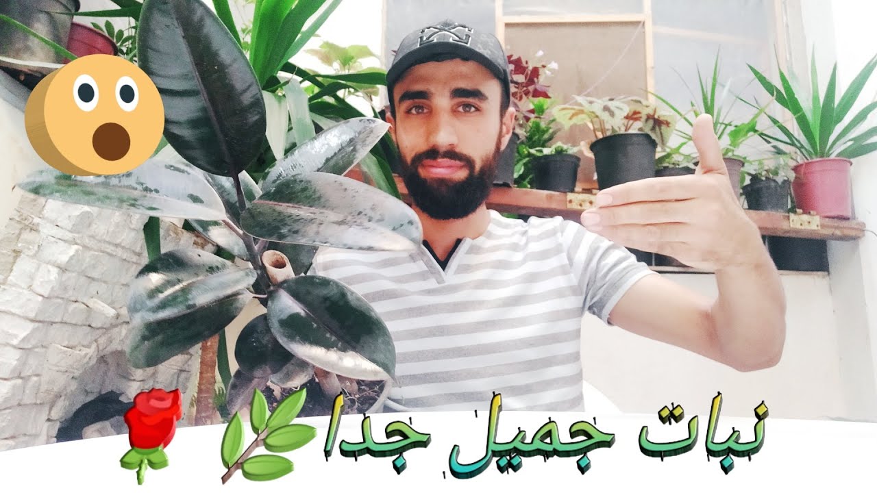 زراعة نبات الكاوتشوك في المنزل ( نبات بديع الجمال🌹😍)