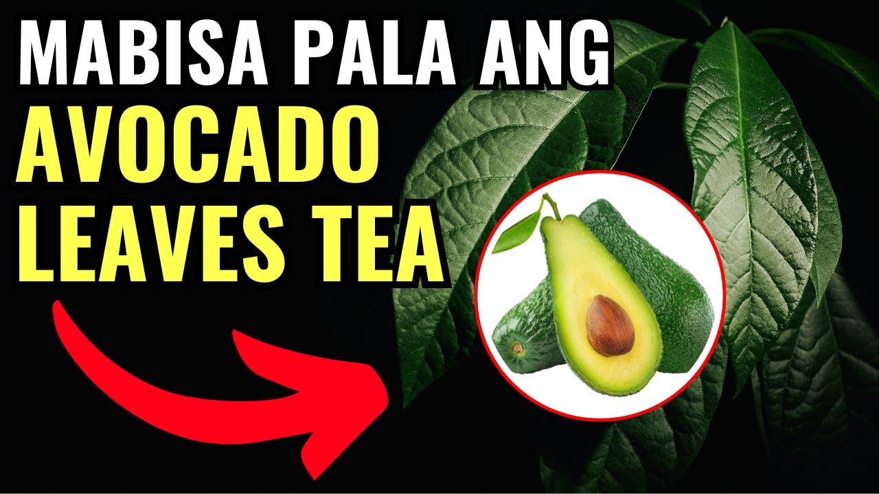 9 MATINDING DAHILAN Bakit Kelangan Mo UMINOM ng AVOCADO LEAVES TEA