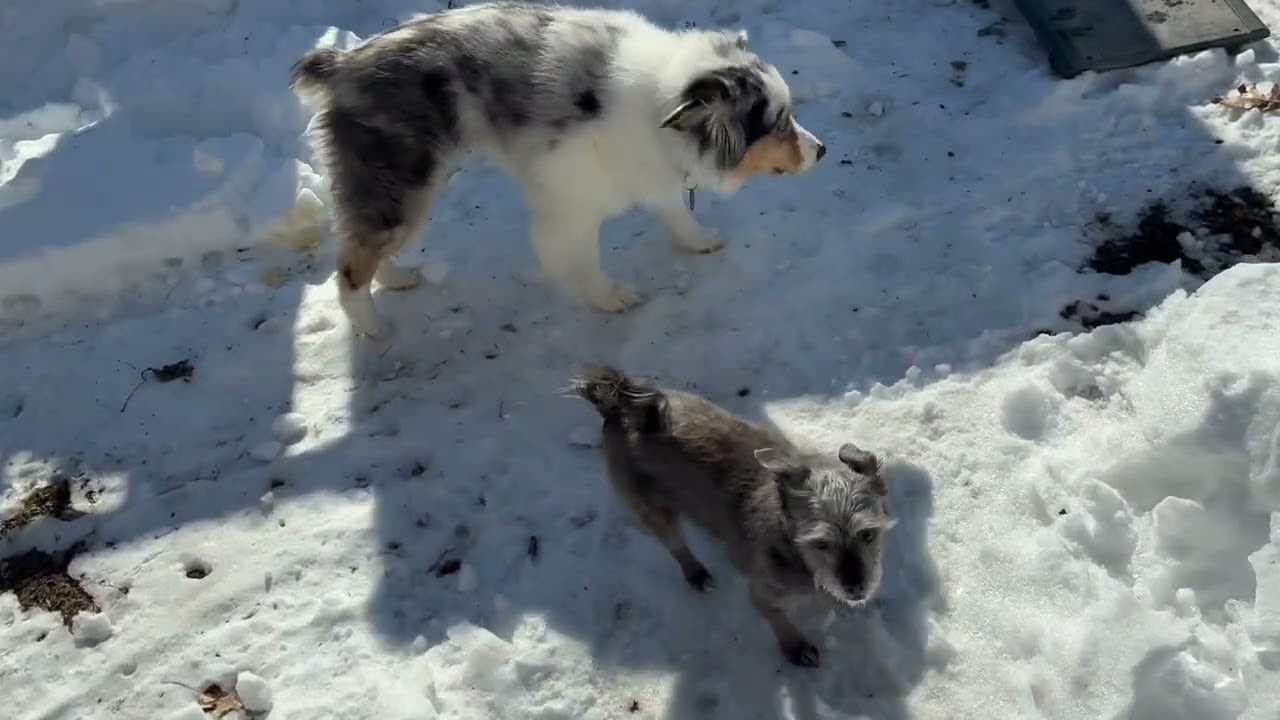 Playtime with Sandy, Toby, Rocky, Turbo, Ollie & Daisy