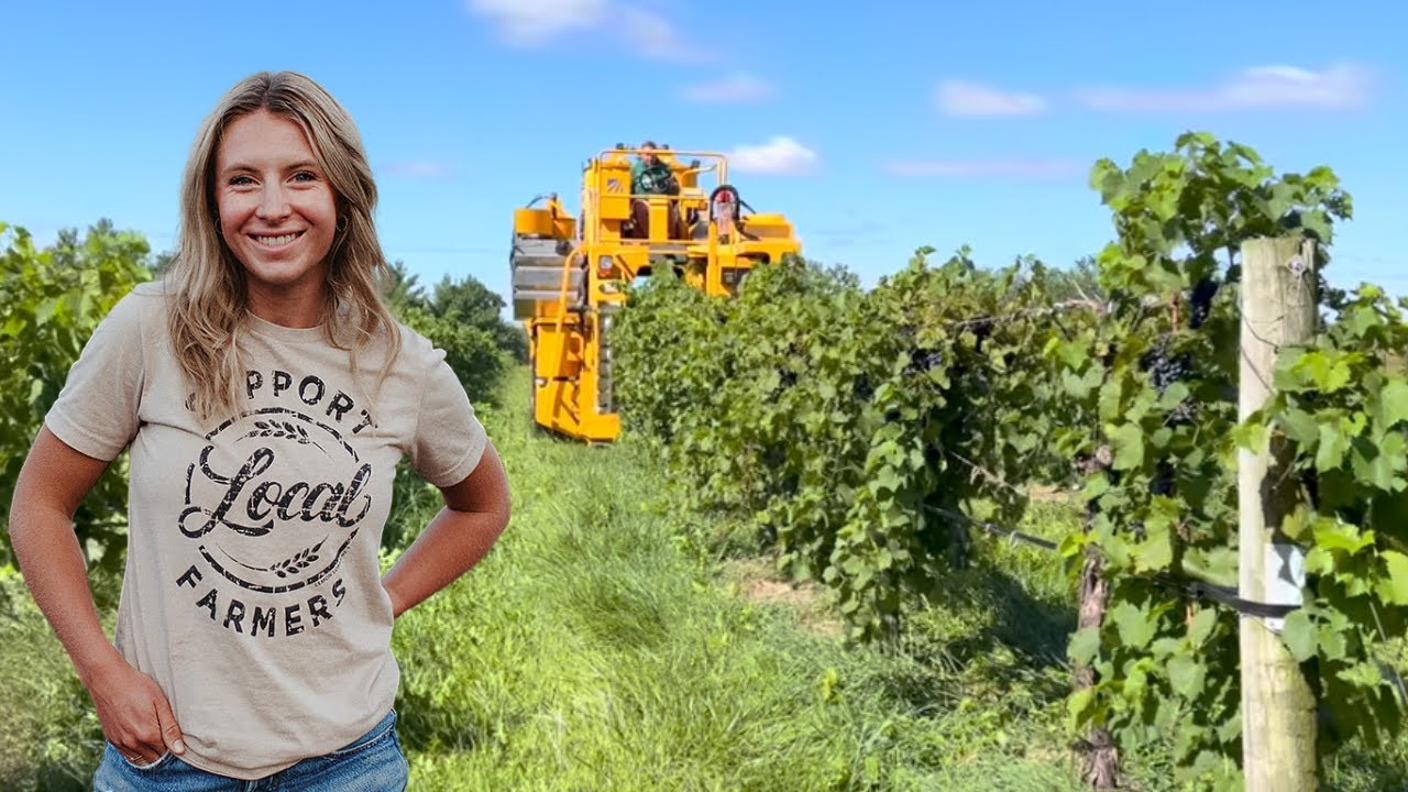 From Vine to Wine -  Grape Harvest