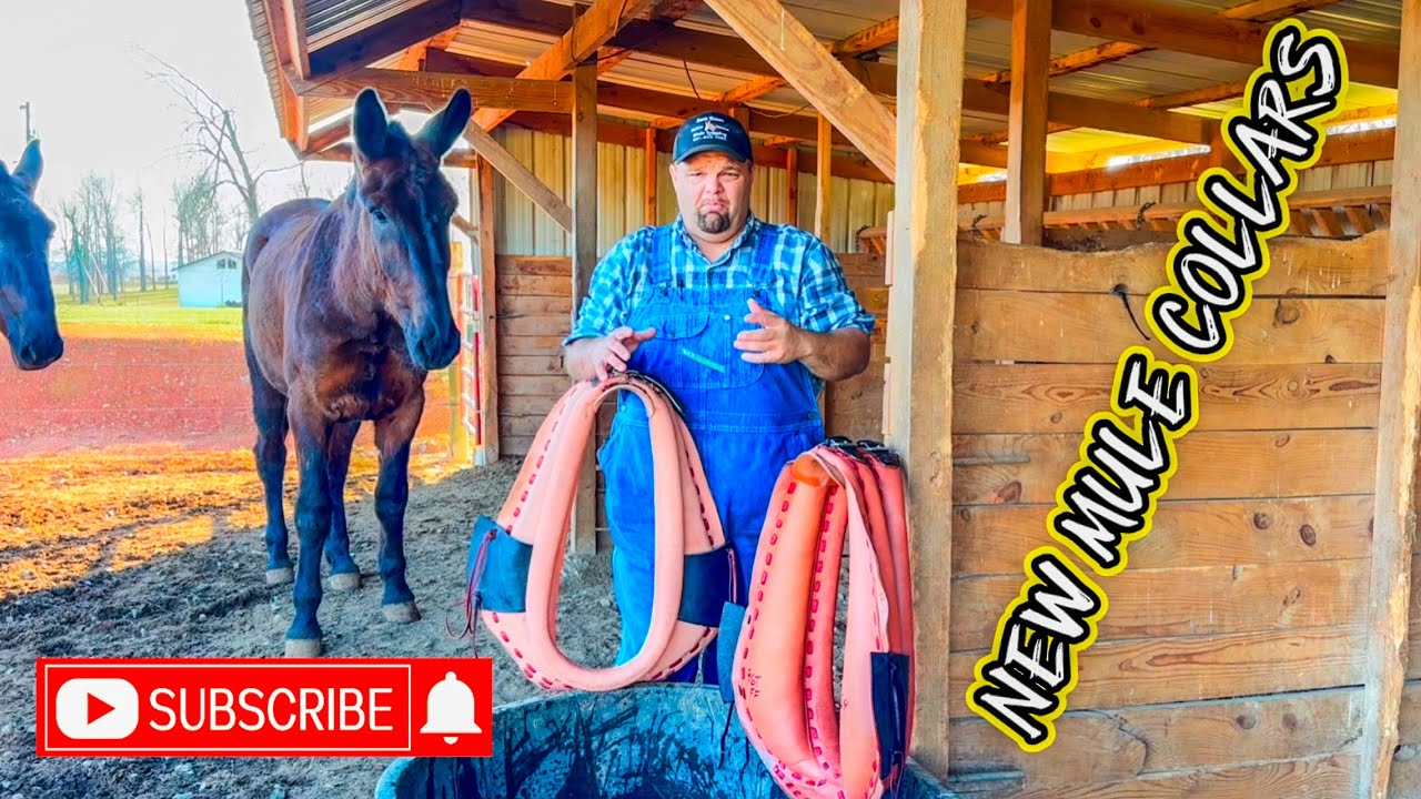 STOP 🛑 THE LOGGING MULES NEED WHAT?? Breaking in new collars #171