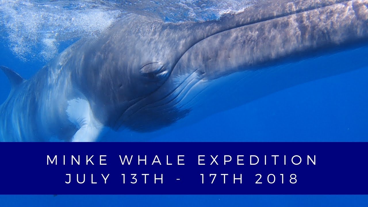 Minke Whale Expedition // Great Barrier Reef // July 13th - 17th 2018