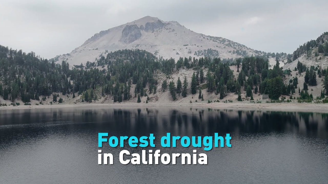 Forest drought in California