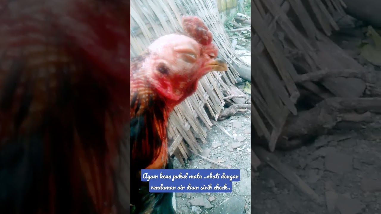 cara mengobati mata Ayam terkena Jalu atau kepukul dengan rendaman daun sirih.