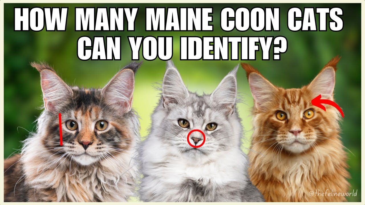 10 Different Types Of Maine Coon Cats