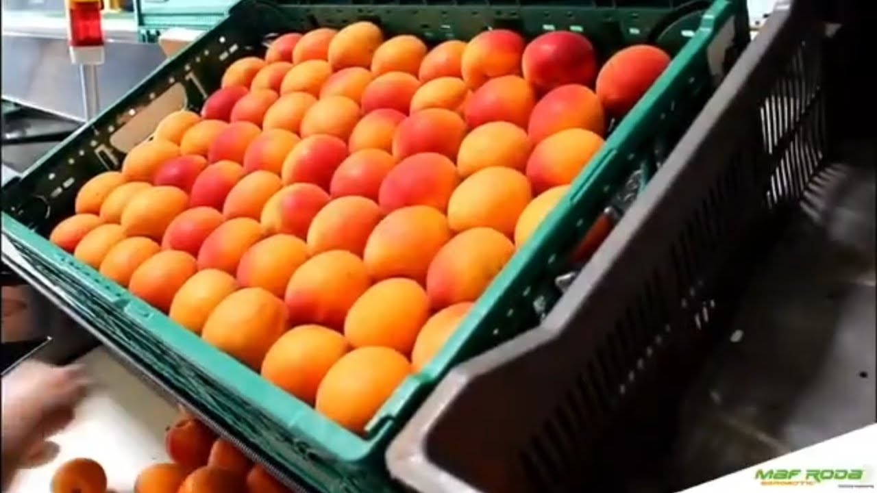 Kayısı Şeftali boylama makinesi - apricot peach sorting machine
