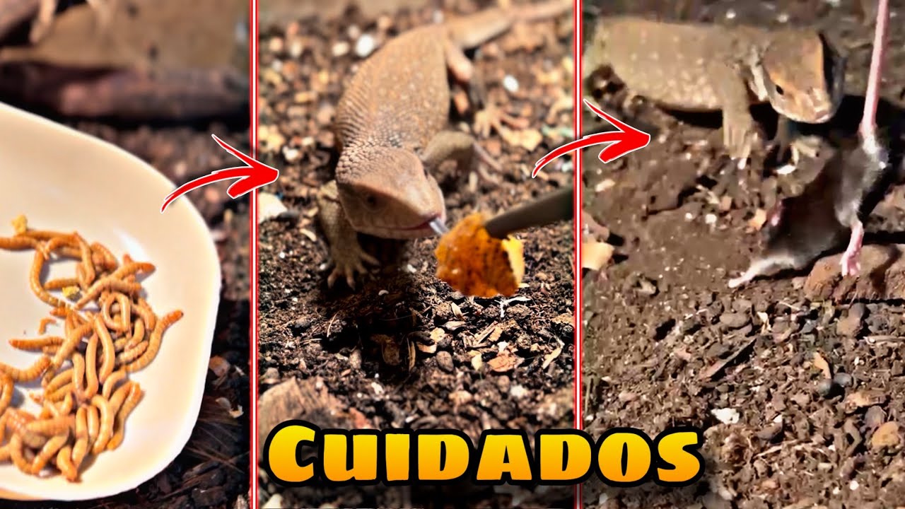 Así cuido a mi Varano de la Sabana!!