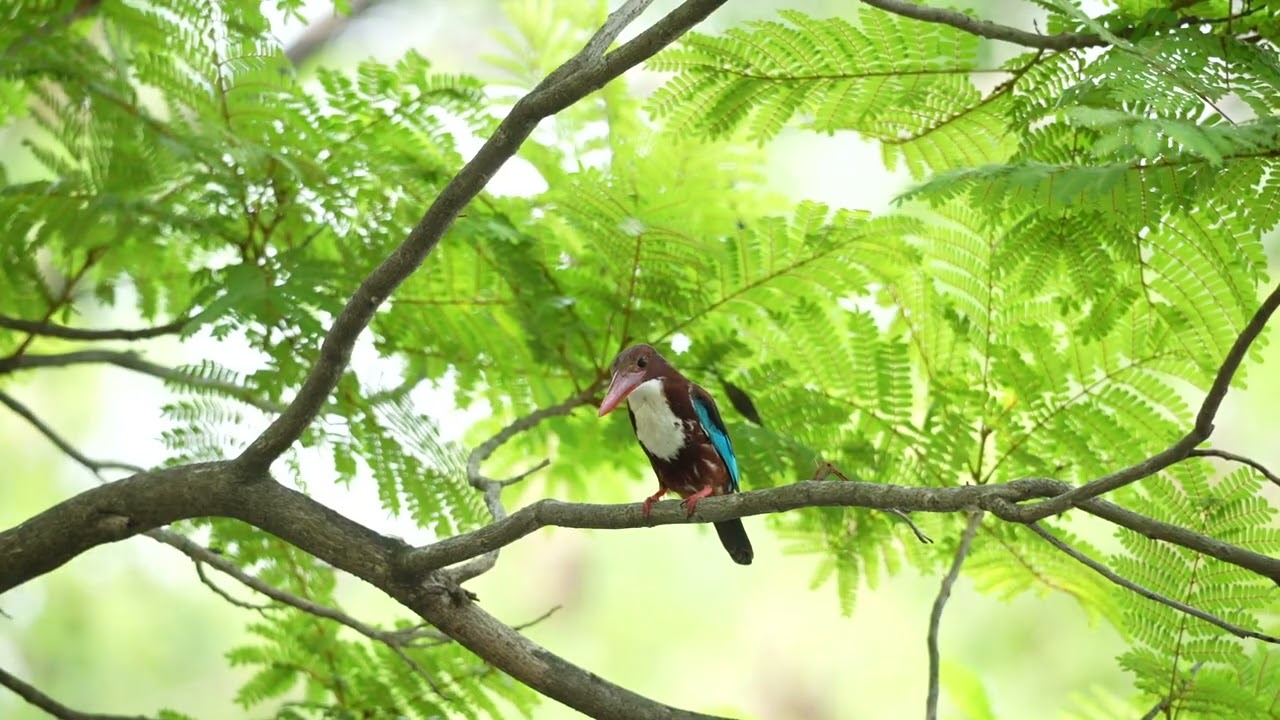 นกกระเต็นอกขาว (White-throated Kingfisher) สวนวชิรเบญจทัศ สวนรถไฟ Vachirabenjatas Park Rot Fai Park