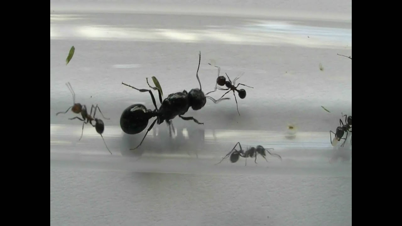 Messor.hesperius (HD)