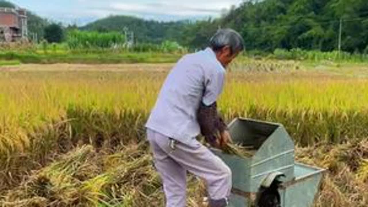 每次听到这个音乐，就有一股思乡之情，走在乡间的小路、田野上、放眼望去，满满都是儿时的回忆！#乡愁记忆 #治愈系风景 #丰收的季节 @Yan618