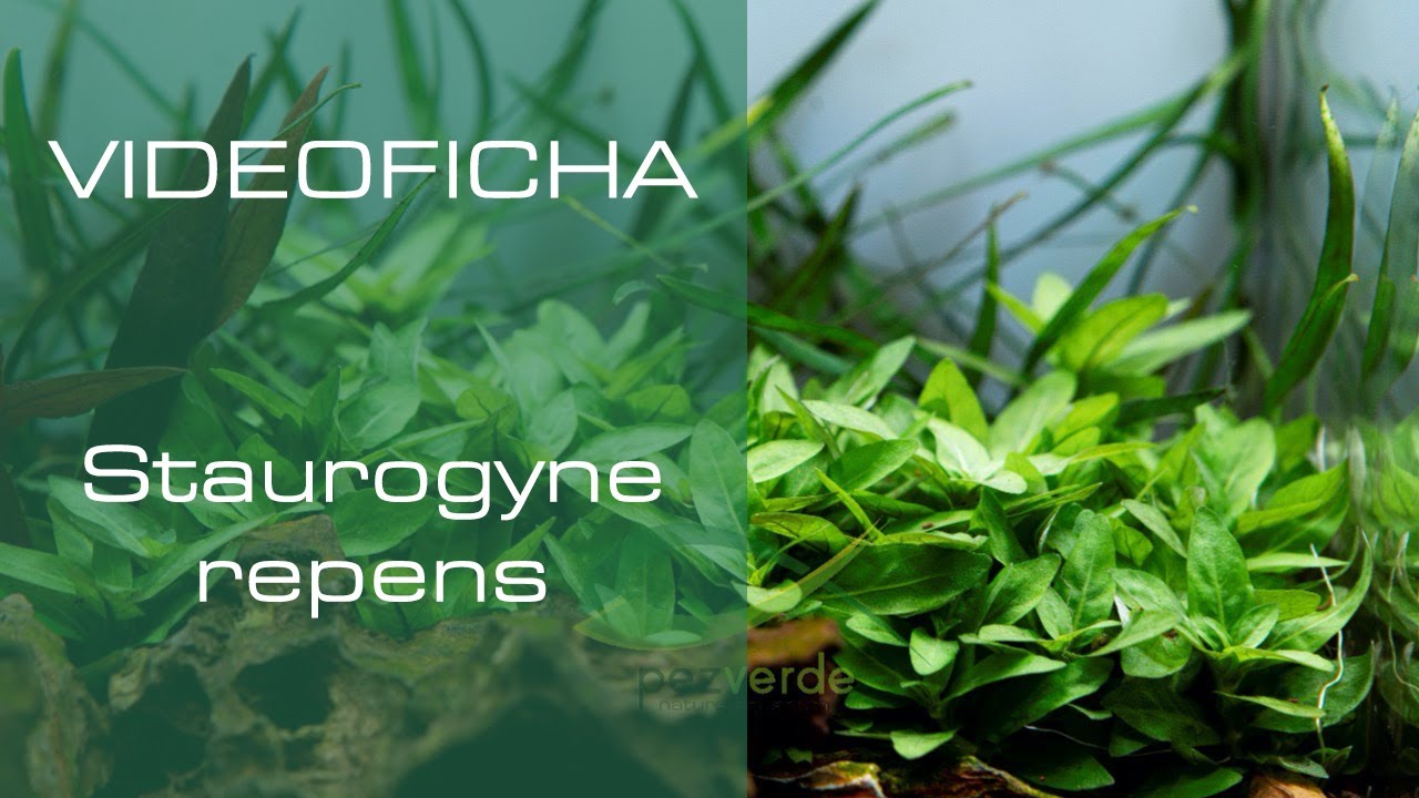 Staurogyne repens - Videoficha - Arbusto de fácil mantenimiento - PezVerde