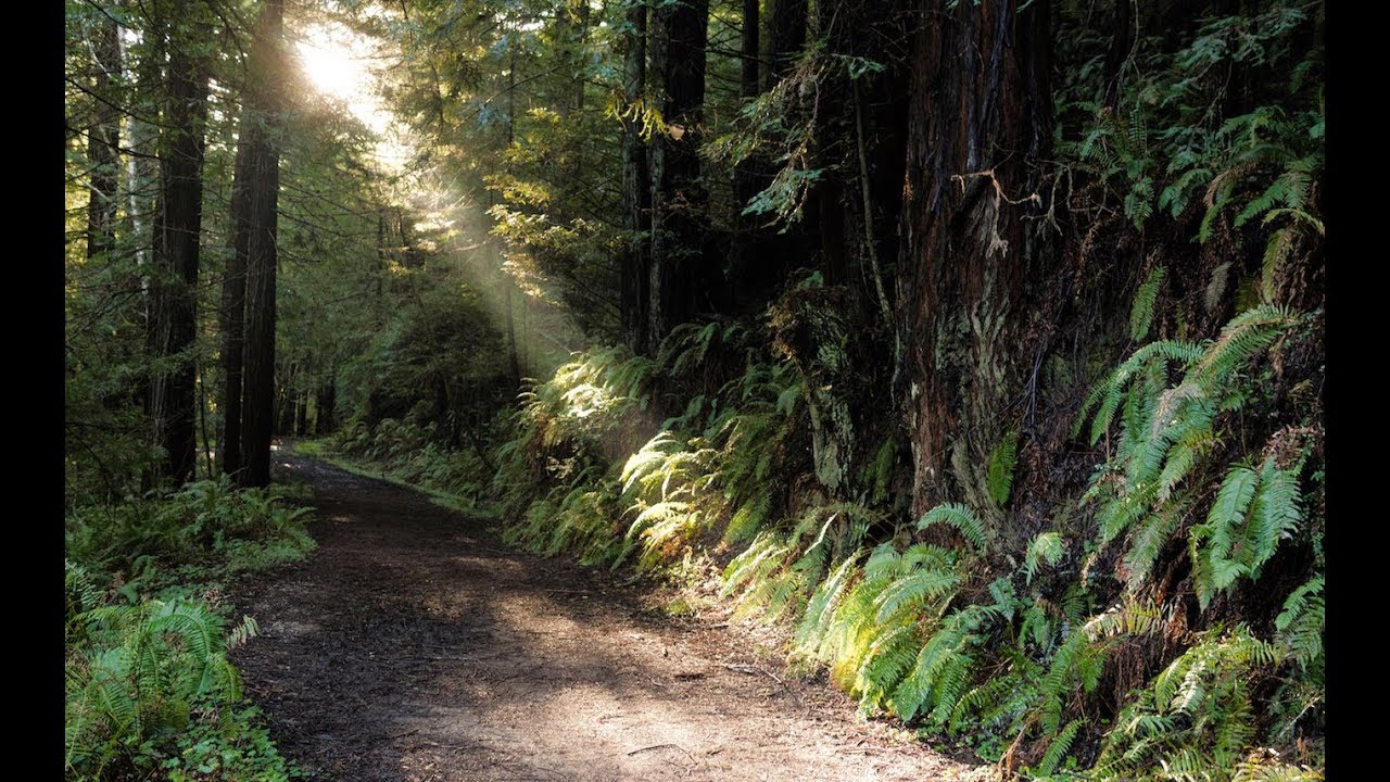 The Hidden Redwoods of Half Moon Bay - The Purisima Creek Trail