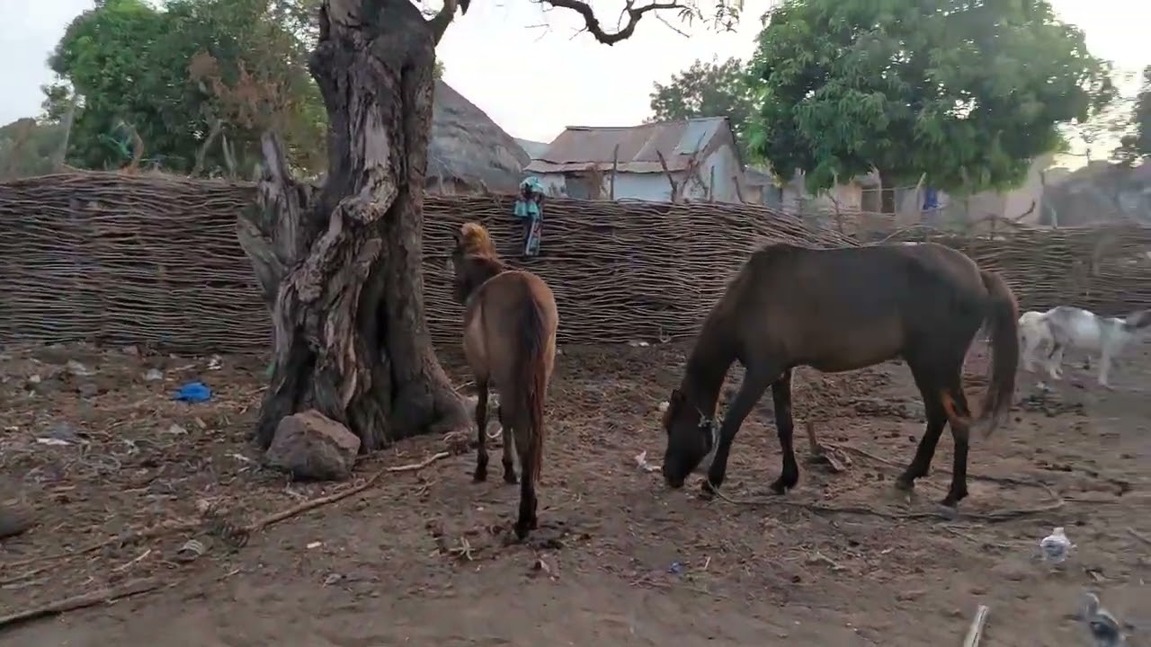 a very lovely village in the Gambia  village life