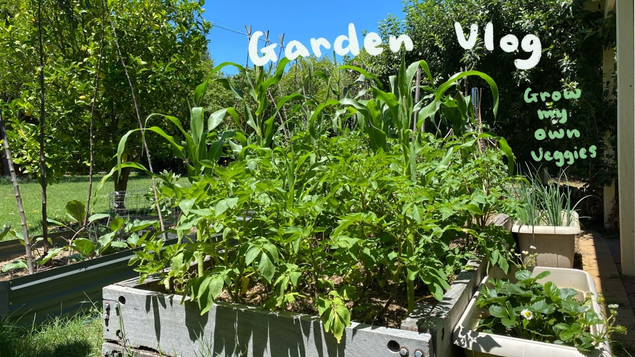 变成森林的院子！开始自给自足的田园生活? Garden vlog, grow my own veggies