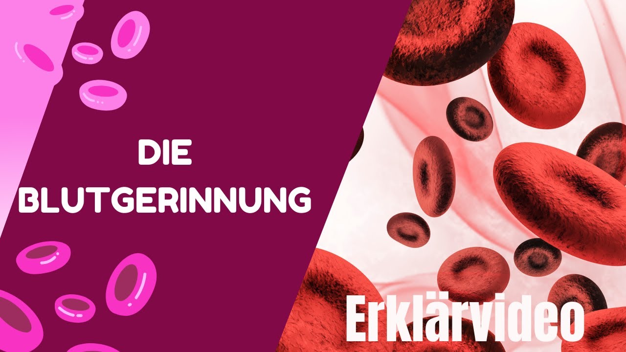 Erklärvideo - Blutgerinnung